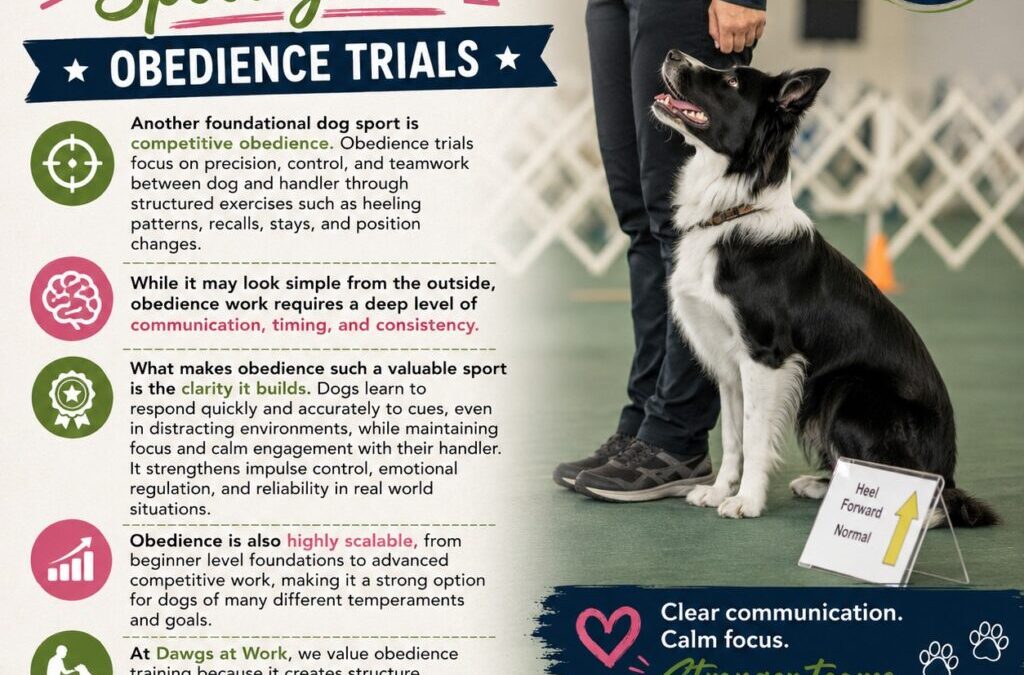 Dog Sports Spotlight: Obedience Trials