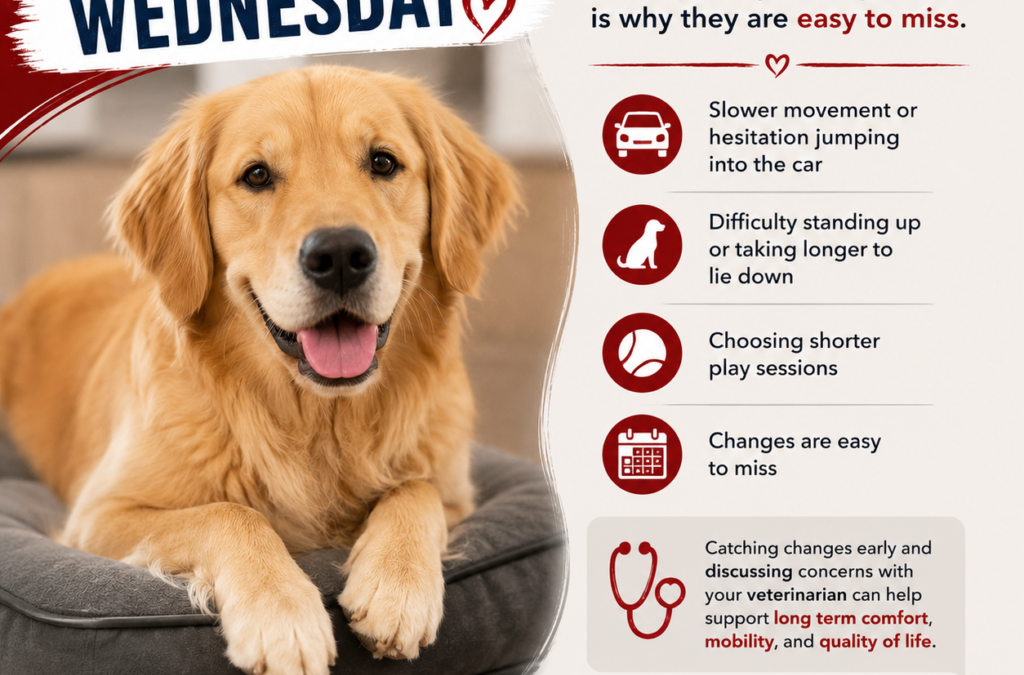 Wellness Wednesday